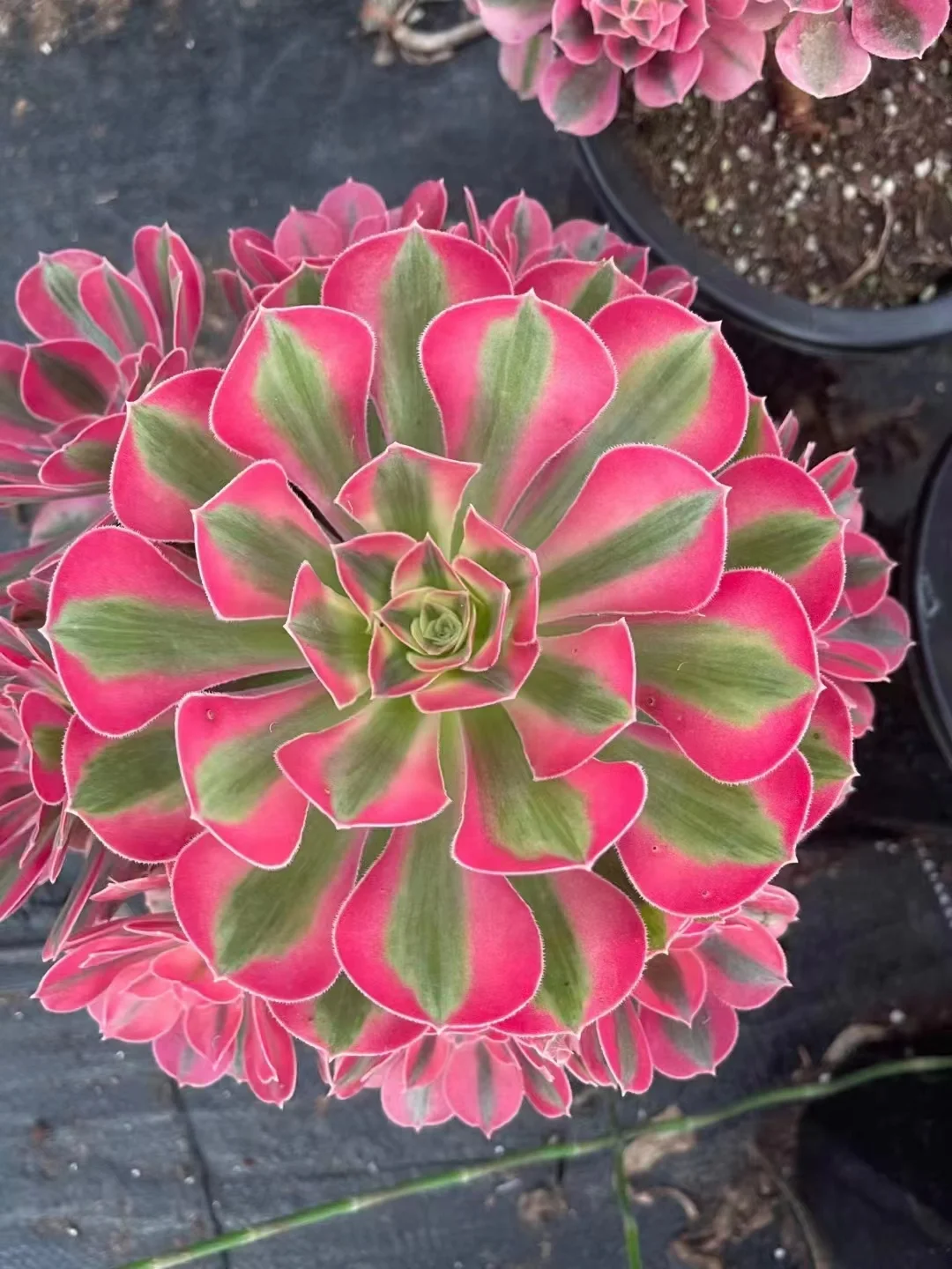 50. Pink witch cluster 12-15cm 8 heads / Aeonium cluster