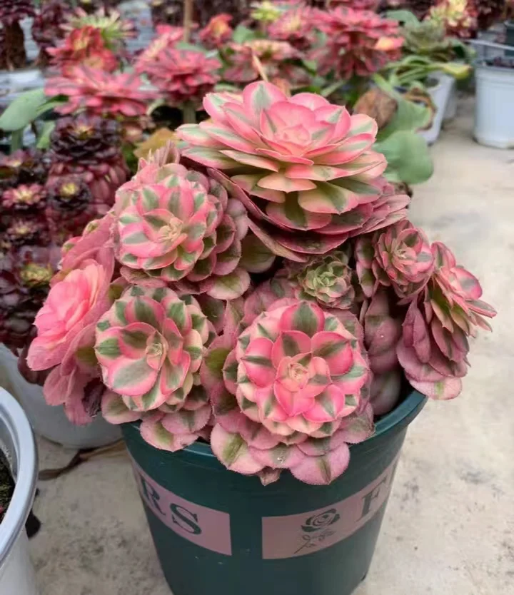   135. Qing cheng cluster 20-25cm 8 heads/ Aeonium cluster / Aeonium plants / Garden landscape / Carefully select healthy plants