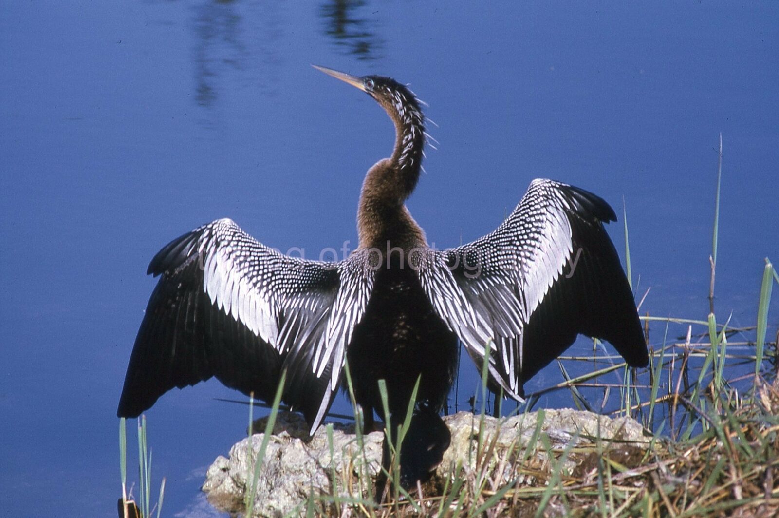 ANHINGA 35mm SLIDE BIRD Vintage COLOR Photo Poster painting 15 T 19 I