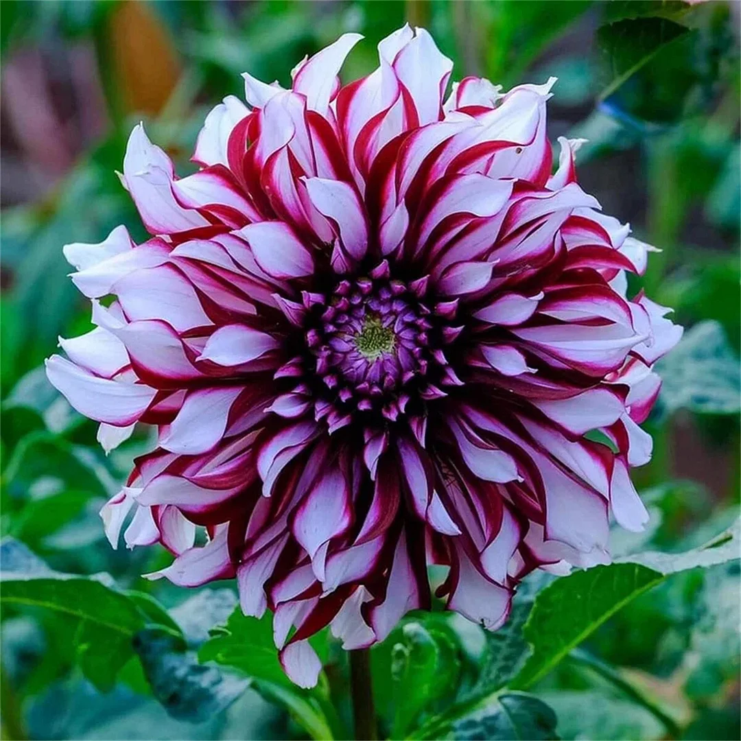 Frost Clip-Double dahlia bulbs