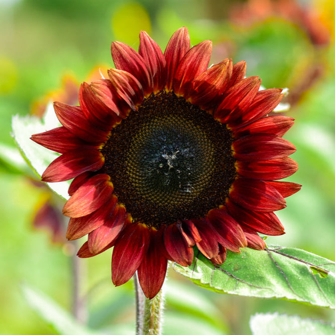 Sunflower Crimson Peach Flower | X 15 Seeds