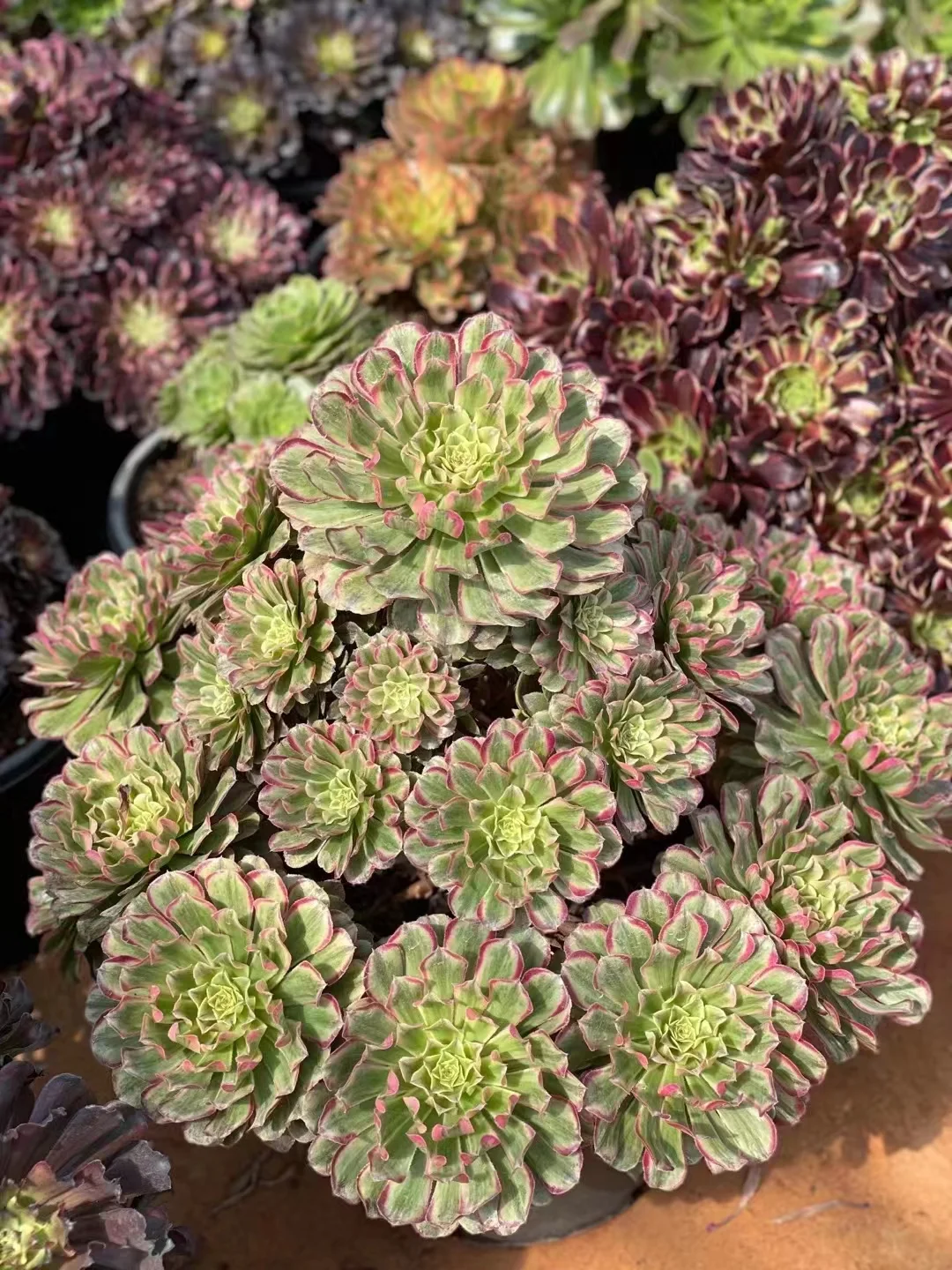 337.  Candy Pink Daisy cluster 15-18cm 8 heads / Aeonium cluster / Aeonium plants / Garden landscape / Carefully select healthy plants
