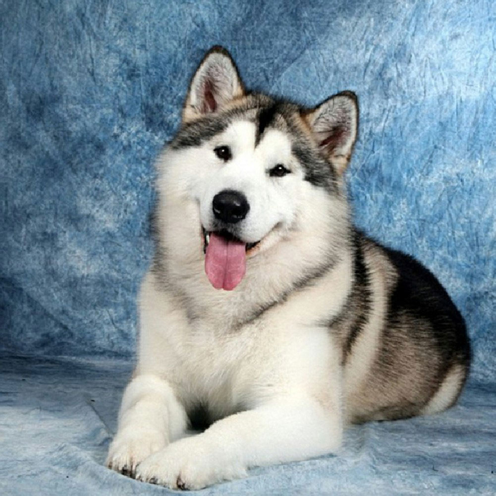 

Lie Down Siberian Husky - Square Drill Diamond Painting - 40*40CM, 501 Original