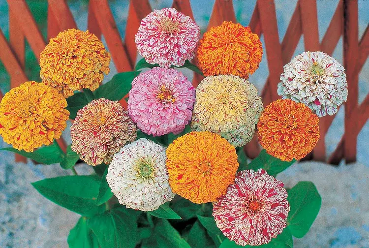 Zinnia Peppermint Stick Mix Seed