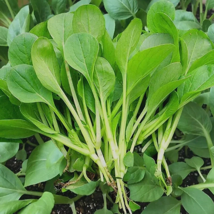 🥬All Year Round Chicken Feather Vegetable Seeds