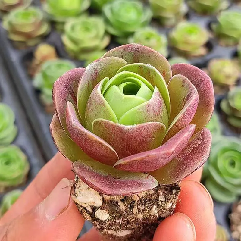 plant Aeonium Echeveria Haworthia  Caudex  Lithops Cactus  Agave 