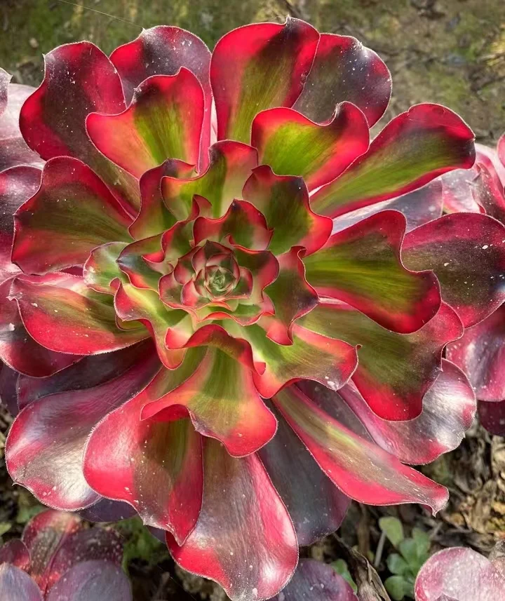 plant Aeonium Echeveria Haworthia  Caudex  Lithops Cactus  Agave 