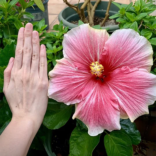 Beautiful Cosmic Dancer Hibiscus