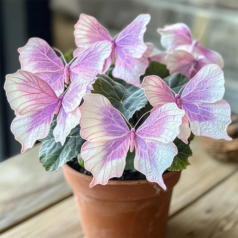 Moonlight Butterfly Begonia - Mauve and White