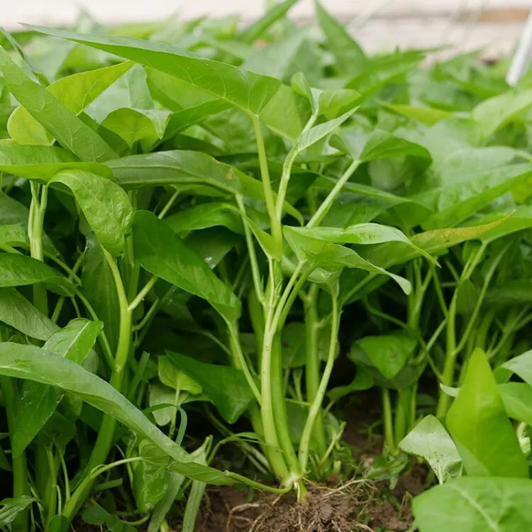 TRIPLE-STEM WATER SPINACH, KANGKONG, ONG CHOY SEEDS