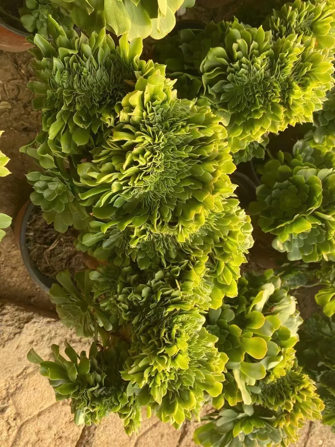 plant Aeonium Echeveria Haworthia  Caudex  Lithops Cactus  Agave 