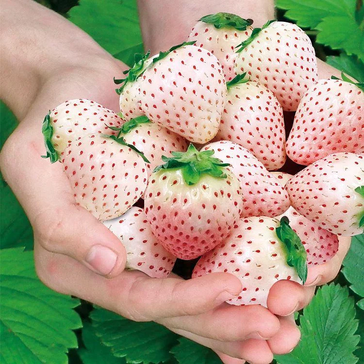 All-season Strawberry Seeds
