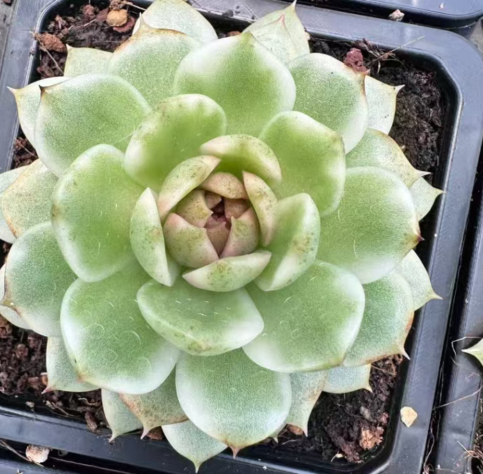 plant Aeonium Echeveria Haworthia  Caudex  Lithops Cactus  Agave 