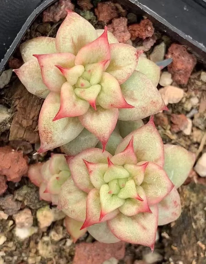 760.  Maria  single head and cluster / Echeveria / Succulent plants / Garden landscape / Carefully select healthy plants