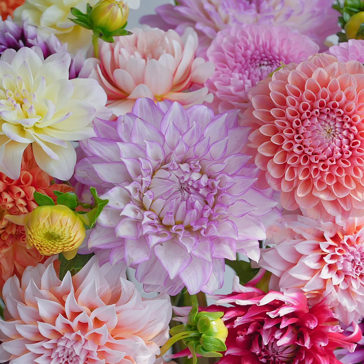 🌺Dahlia Double-Mix-Rainbow Seeds