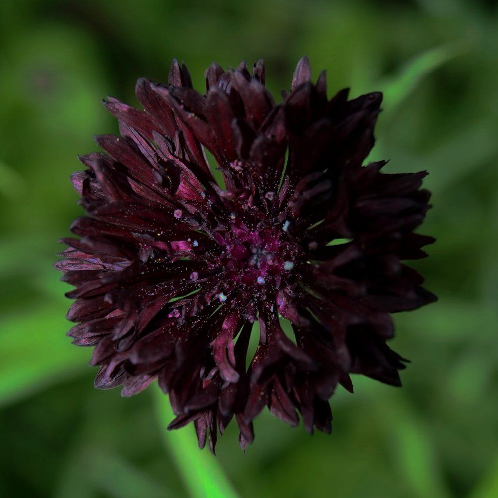Cornflower Centaurea Black Ball Flower | X 80 seeds