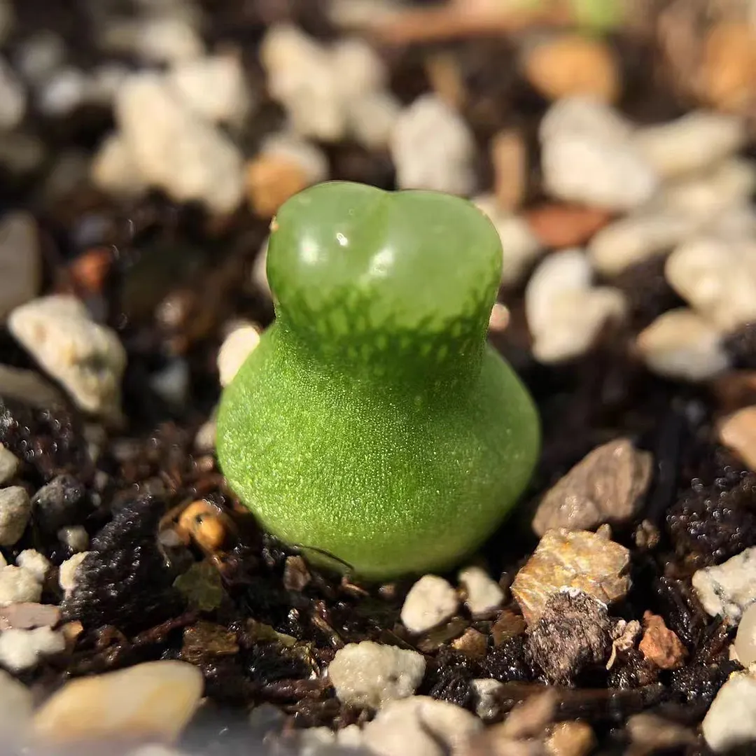 plant Aeonium Echeveria Haworthia  Caudex  Lithops Cactus  Agave 