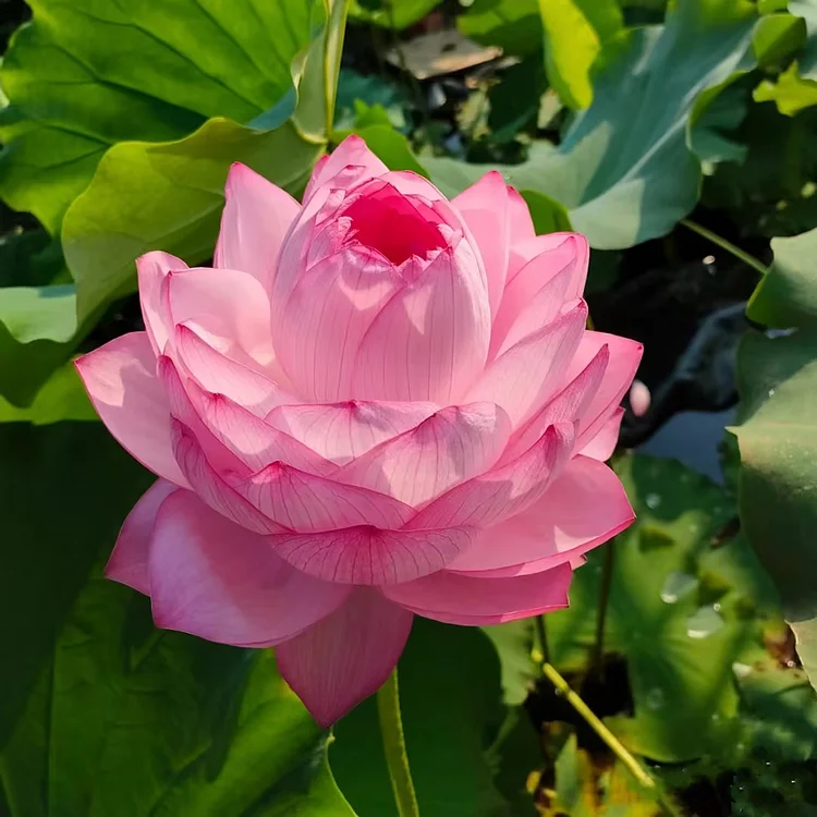 🪷Rare Thousand-petal Lotus