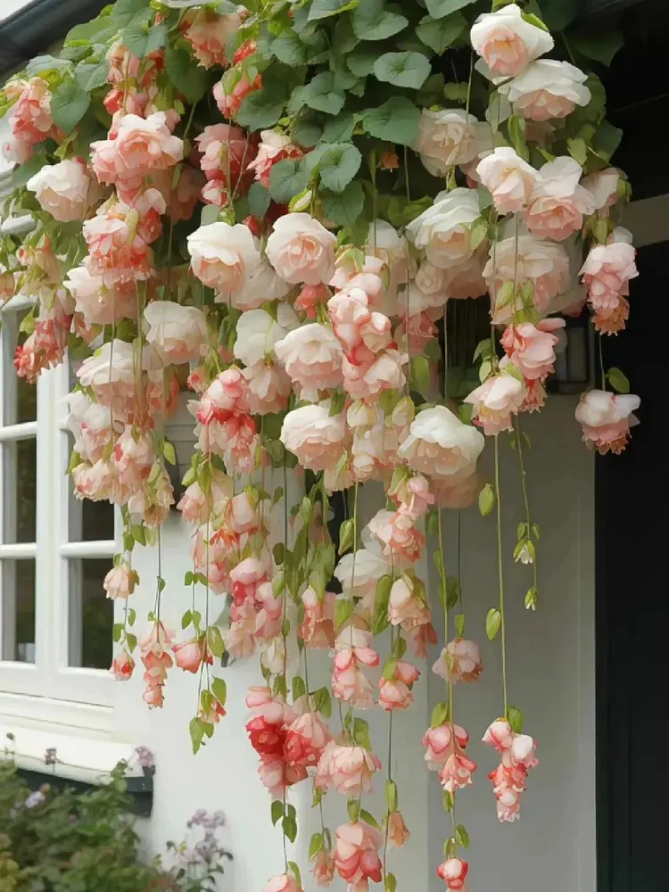 Weeping Begonia Seeds-Malus halliana