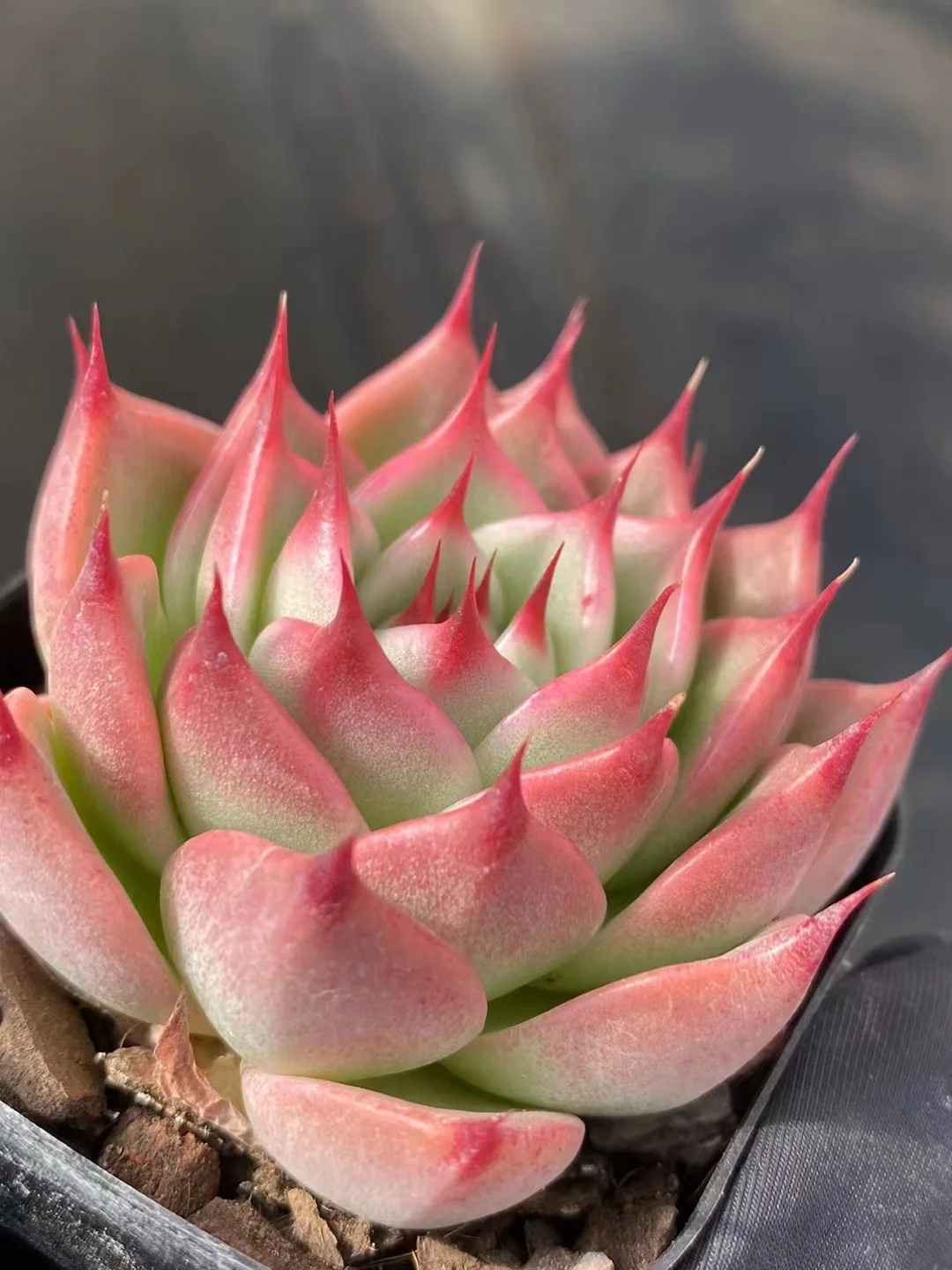 plant Aeonium Echeveria Haworthia  Caudex  Lithops Cactus  Agave 