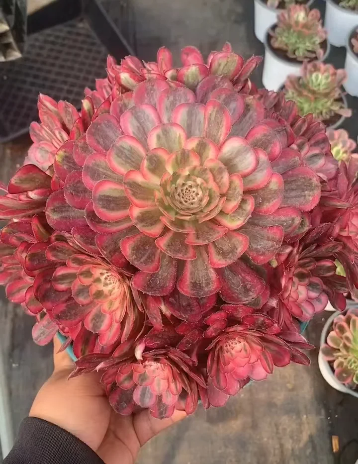 plant Aeonium Echeveria Haworthia  Caudex  Lithops Cactus  Agave 