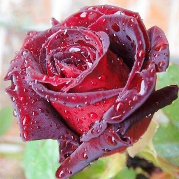 True Blood Black Rose Seeds