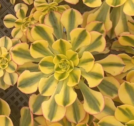 plant Aeonium Echeveria Haworthia  Caudex  Lithops Cactus  Agave 