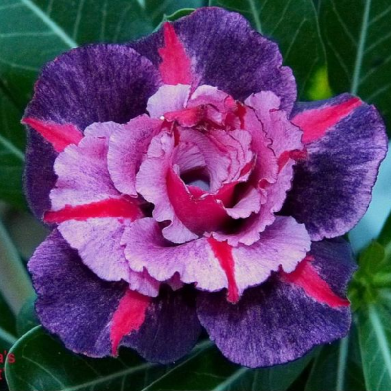 🎁Desert Rose Bulbs🌵Super easy care! 🌸 Adenium Obesum Bulbs