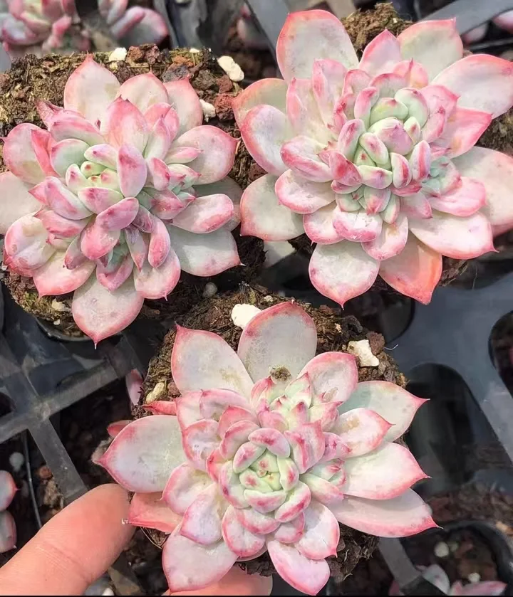 plant Aeonium Echeveria Haworthia  Caudex  Lithops Cactus  Agave 