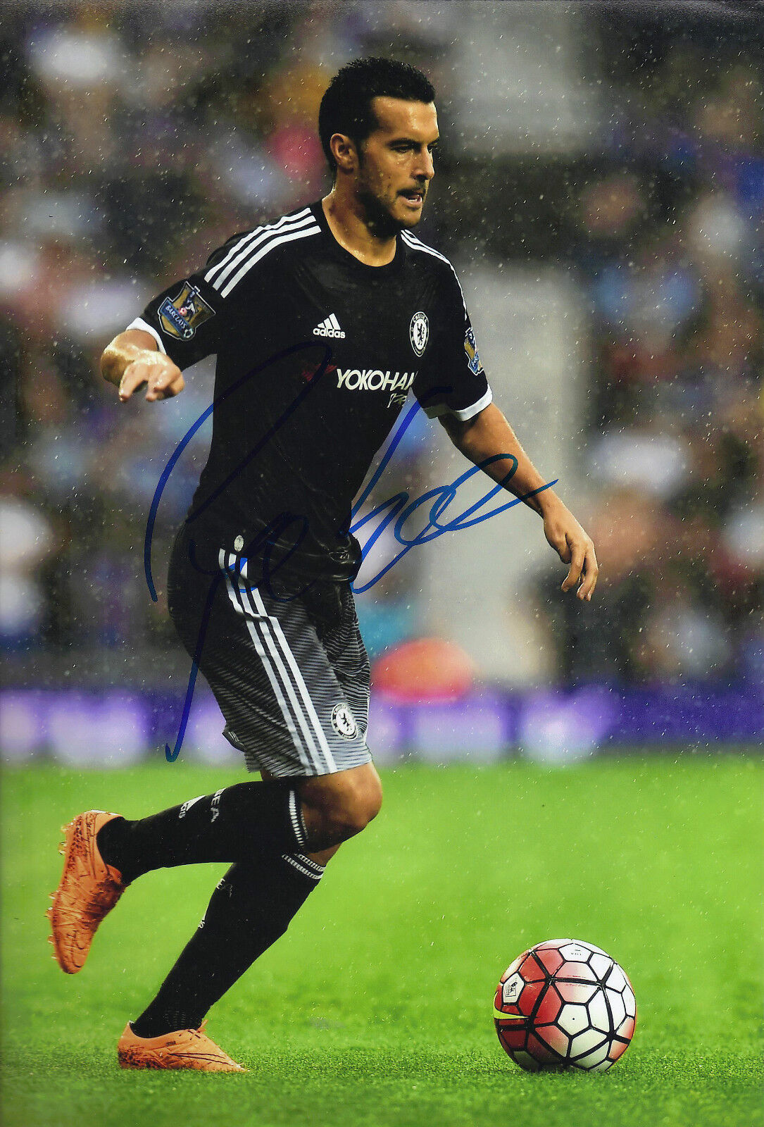 Pedro Signed 12X8 Photo Poster painting Chelsea FC GENUINE Autograph AFTAL COA (1681)