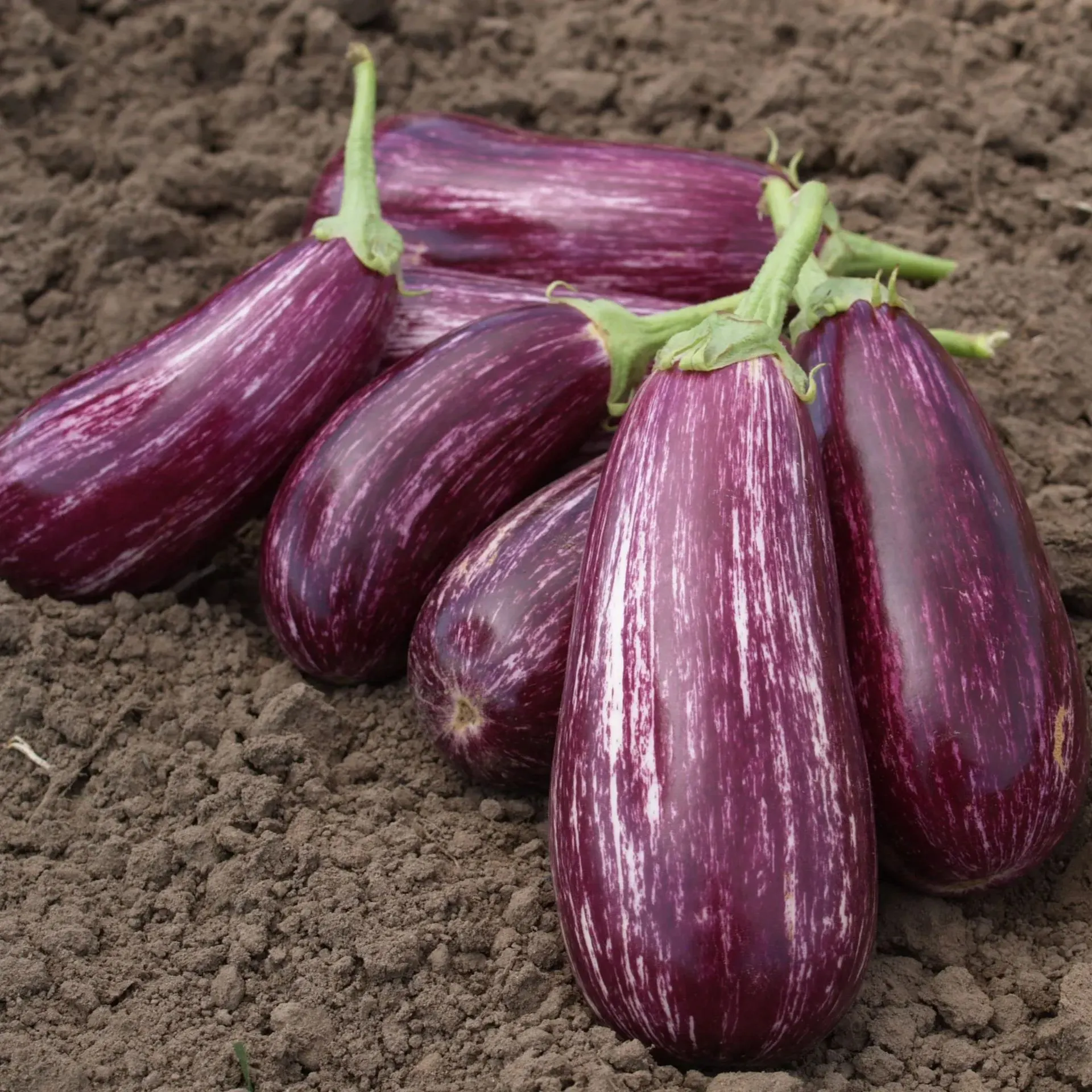 🍆 Nubia Eggplant Vegetable Seeds-Striped eggplant