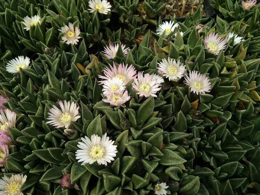 plant Aeonium Echeveria Haworthia  Caudex  Lithops Cactus  Agave 