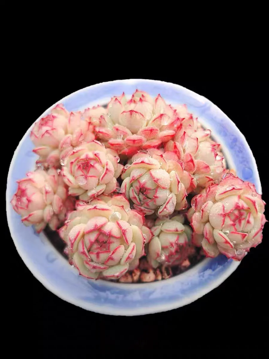 522. Echeveria  Little red boat . cluster 5-6cm /Echeveria/  Succulent plants / Garden landscape / Carefully select healthy plants