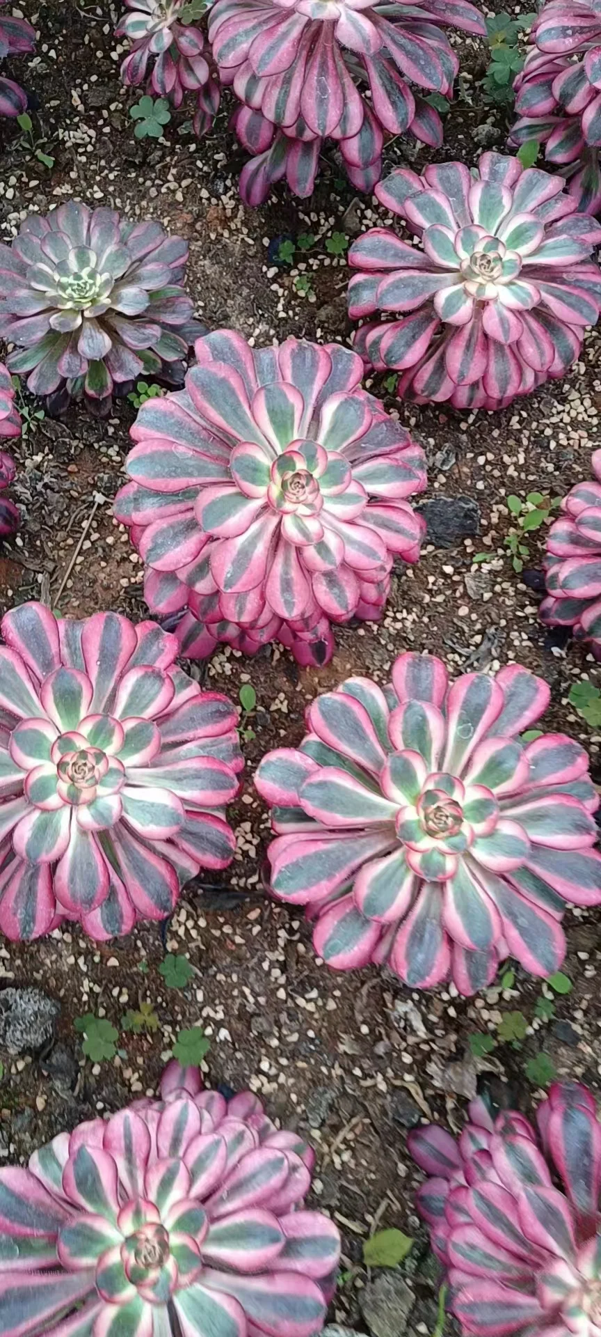 plant Aeonium Echeveria Haworthia  Caudex  Lithops Cactus  Agave 