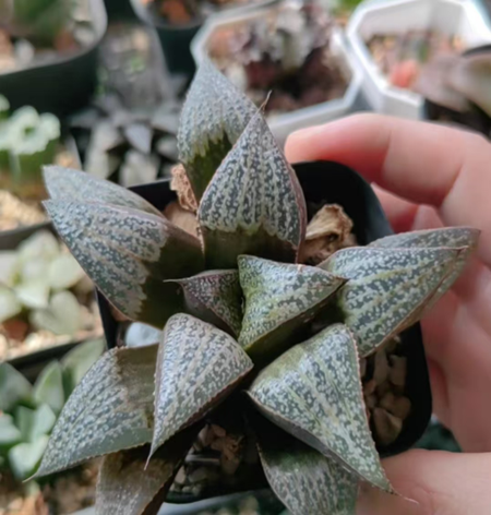 Haworthia49.Haworthia magnifica var. splendens Ishii mud crab 5-6cm/ Haworthia/ Succulent plants / Garden landscape / Carefully select healthy plants
