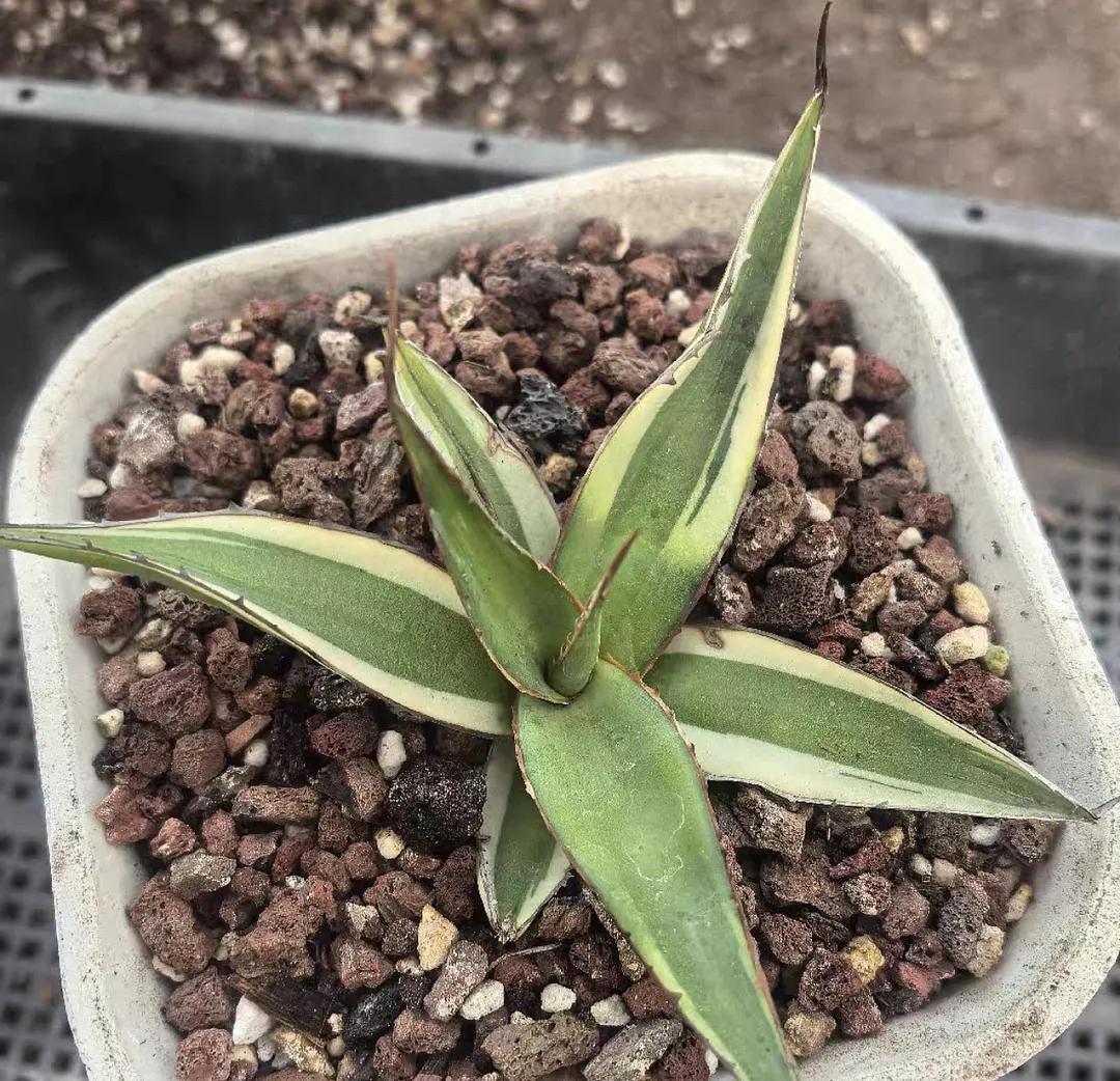 plant Aeonium Echeveria Haworthia  Caudex  Lithops Cactus  Agave 