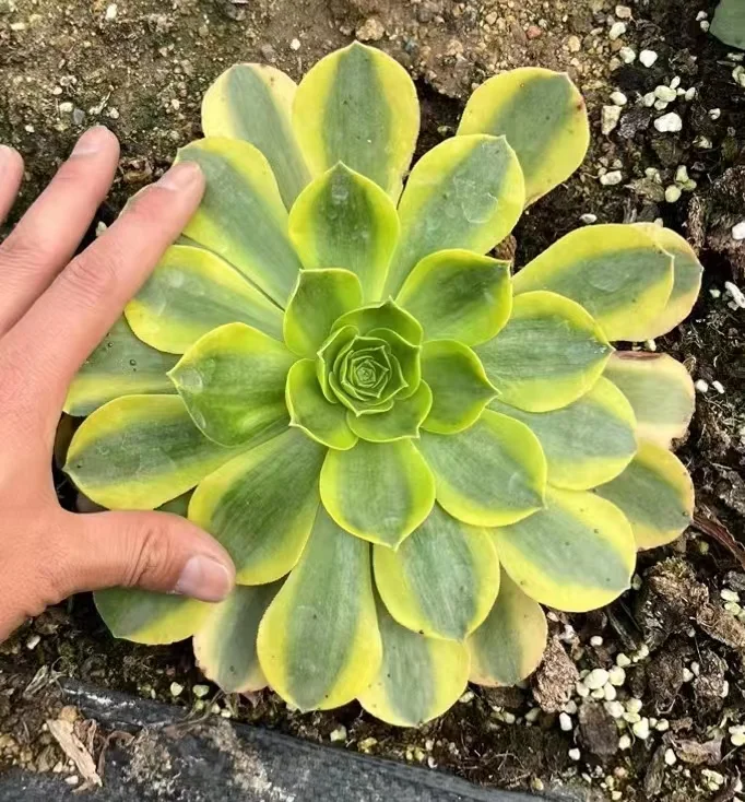 plant Aeonium Echeveria Haworthia  Caudex  Lithops Cactus  Agave 