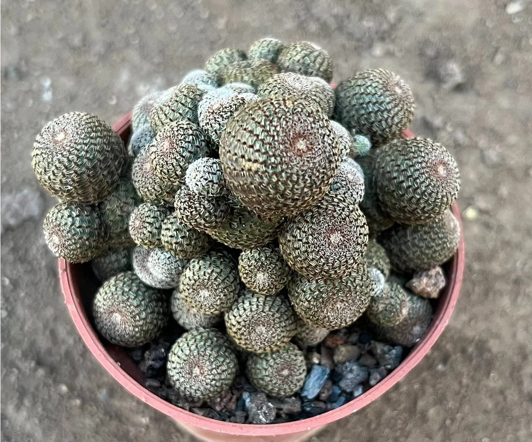 plant Aeonium Echeveria Haworthia  Caudex  Lithops Cactus  Agave 