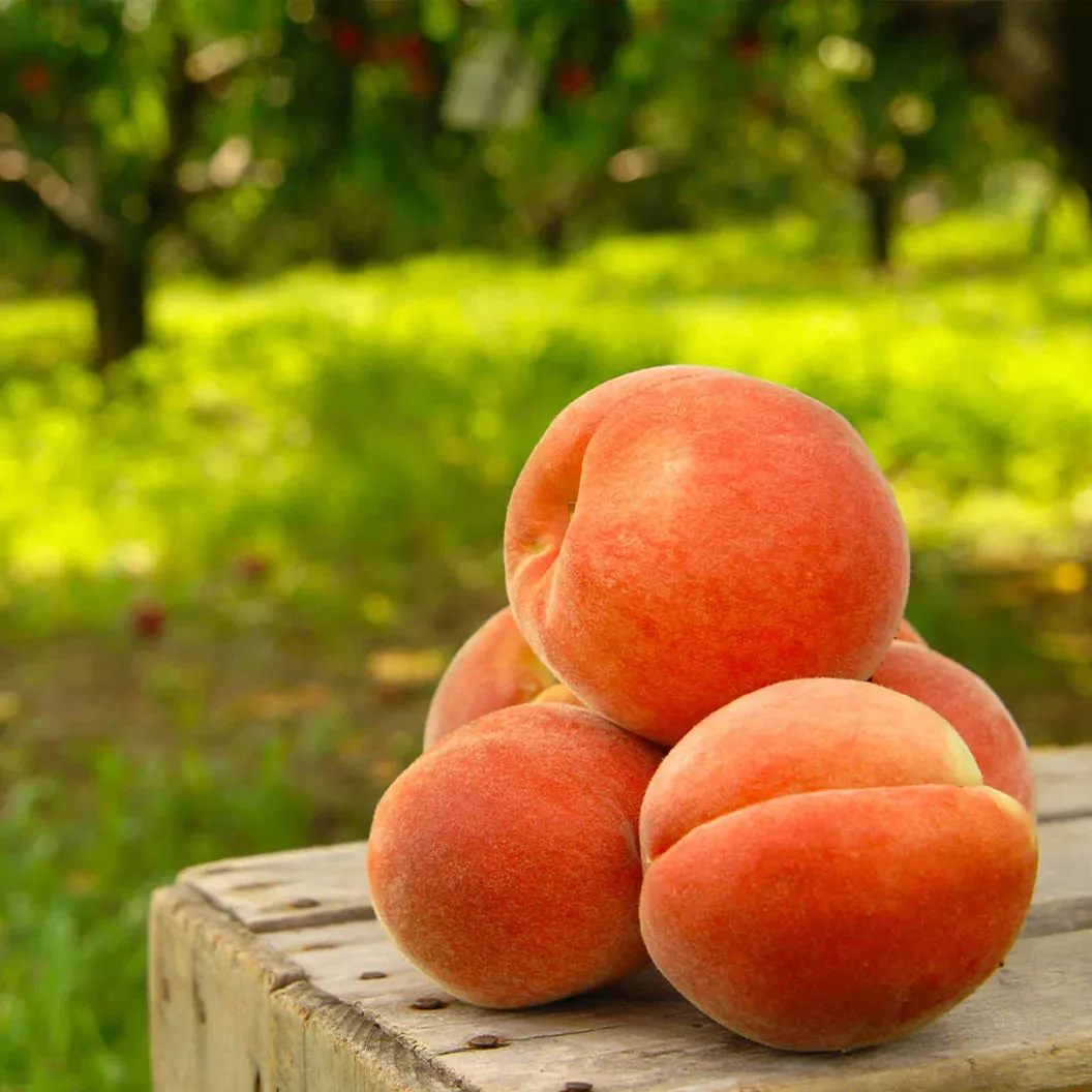 🔥 85K+ SOLD! 🍑 Heirloom "Honey Red" Dwarf Peach Tree Live Seeds