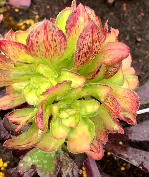 plant Aeonium Echeveria Haworthia  Caudex  Lithops Cactus  Agave 