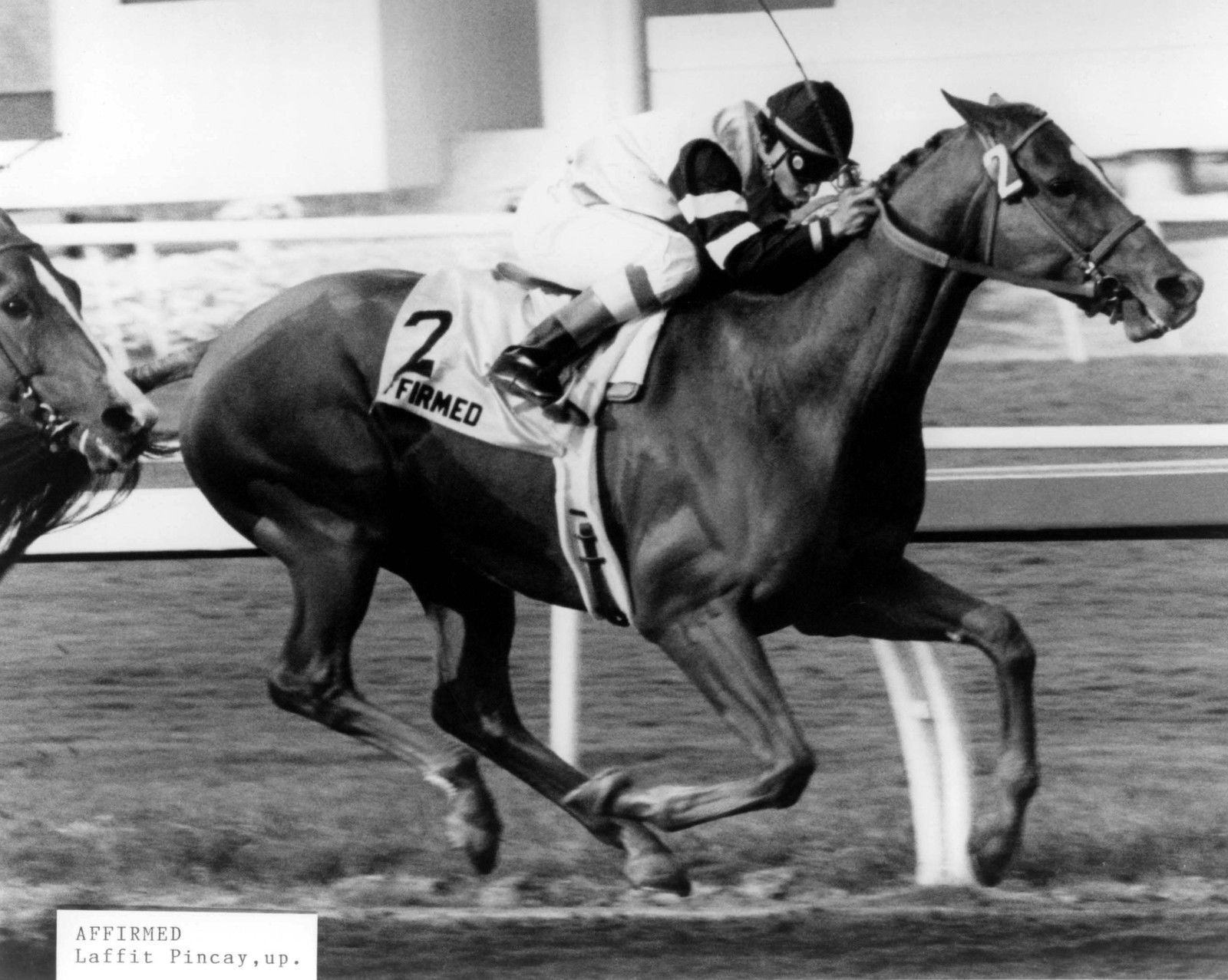 AFFIRMED 1978 Triple Crown Kentucky Derby Winner Horse Racing 8 x 10 Photo Poster painting Race