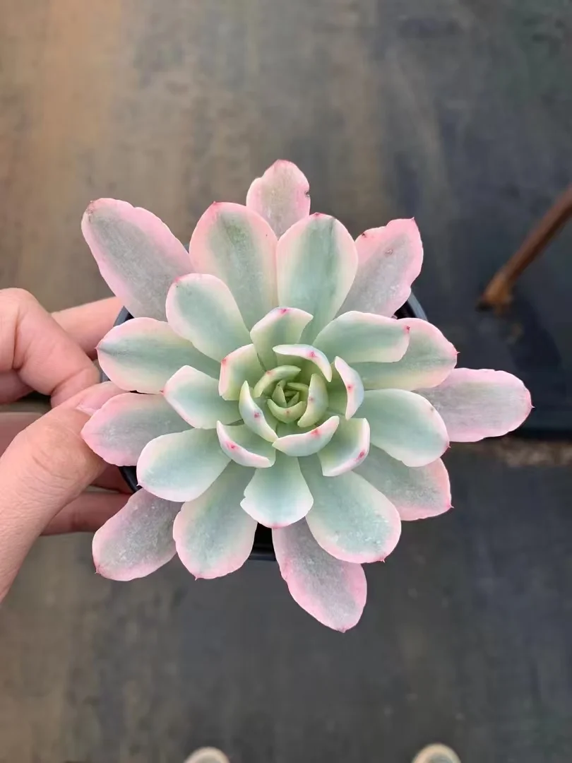 plant Aeonium Echeveria Haworthia  Caudex  Lithops Cactus  Agave 