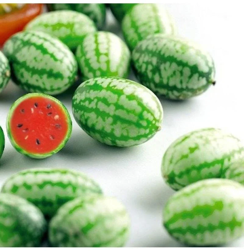 Rare Thumb Watermelon Seed