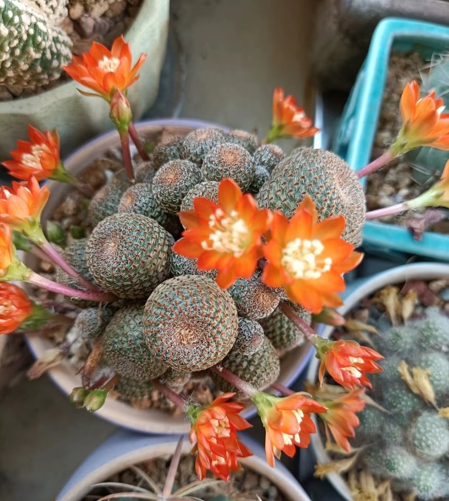 plant Aeonium Echeveria Haworthia  Caudex  Lithops Cactus  Agave 