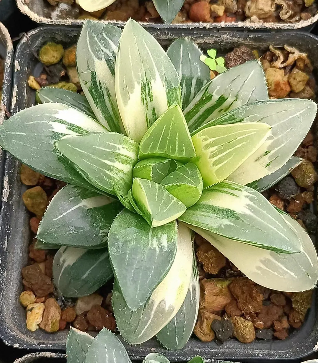 plant Aeonium Echeveria Haworthia  Caudex  Lithops Cactus  Agave 