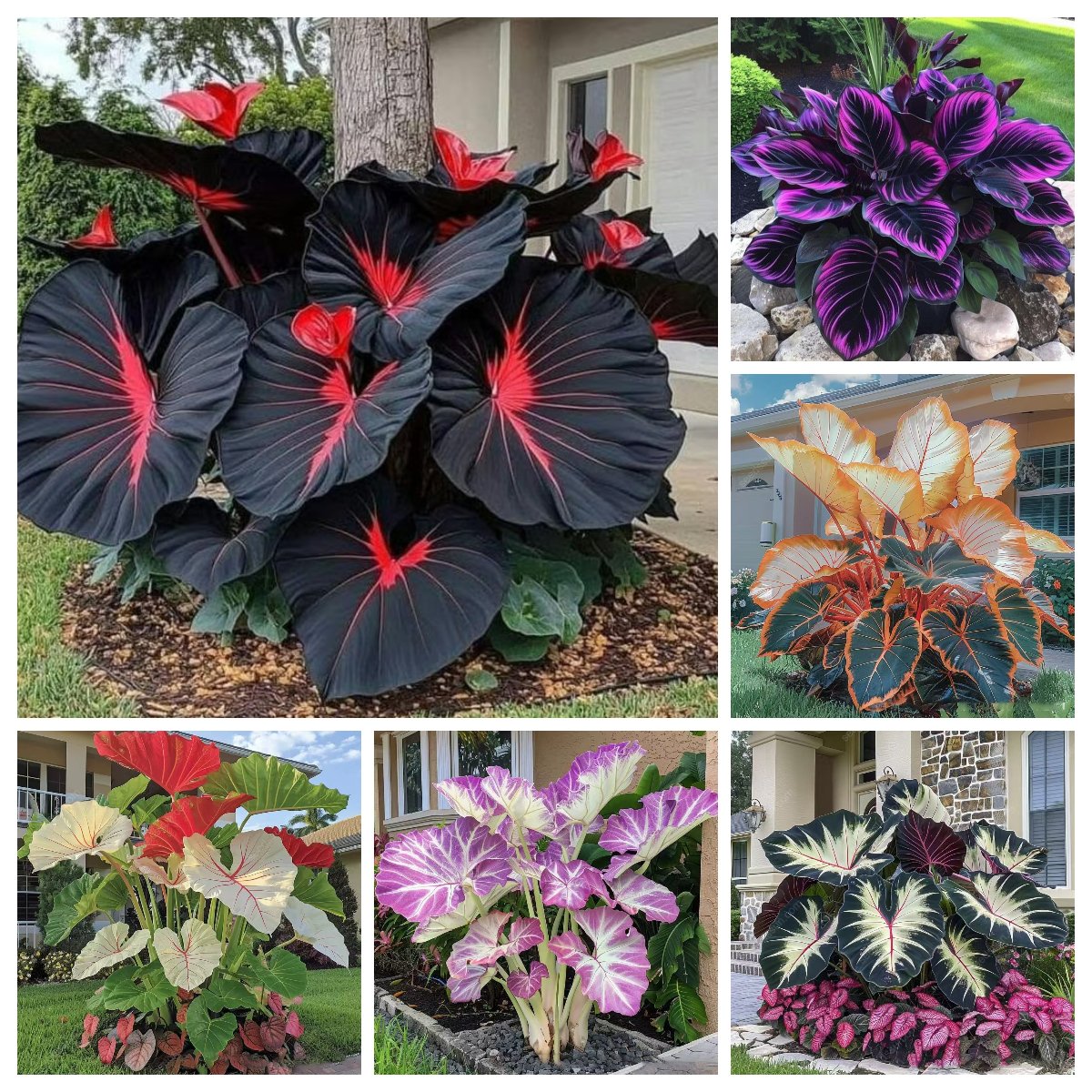 🎁2025 Special Offer🌿 Fire & Ice Rare Hosta Flower Seeds
