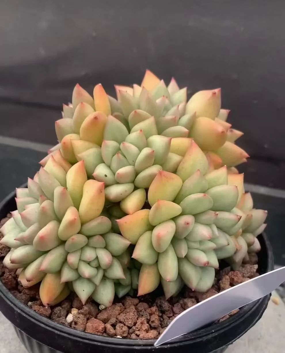 plant Aeonium Echeveria Haworthia  Caudex  Lithops Cactus  Agave 