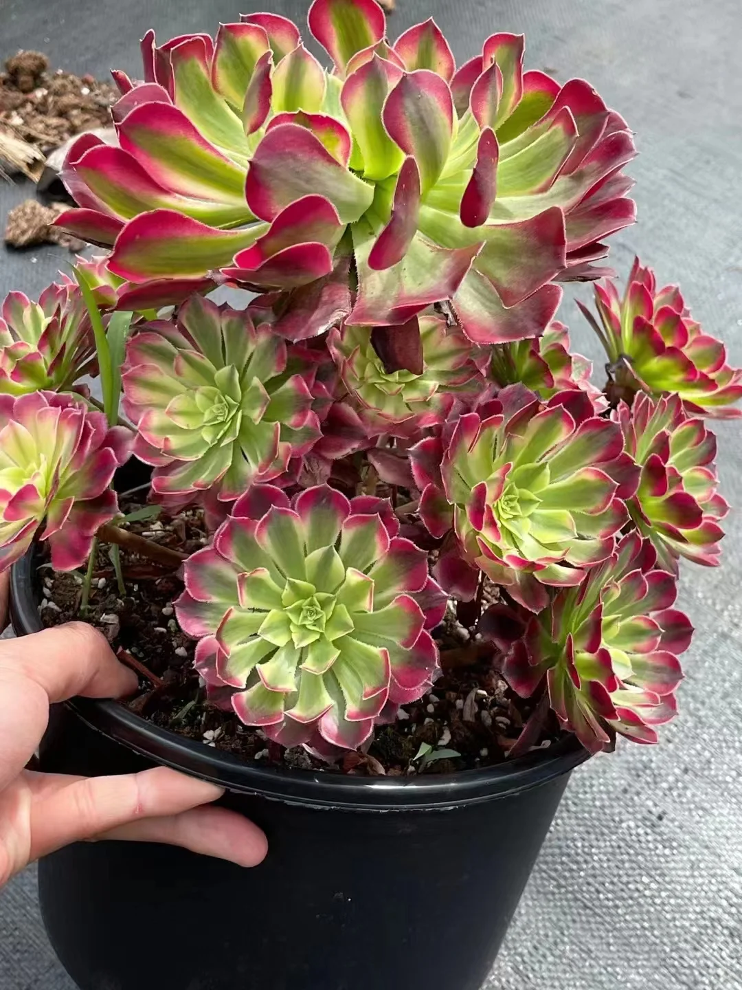 plant Aeonium Echeveria Haworthia  Caudex  Lithops Cactus  Agave 