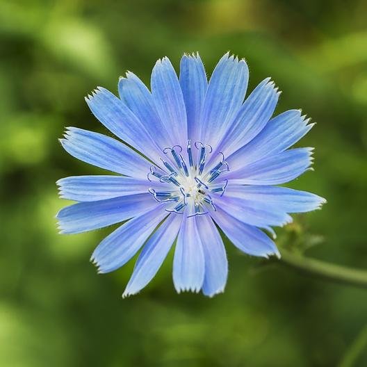 Chicory Seeds