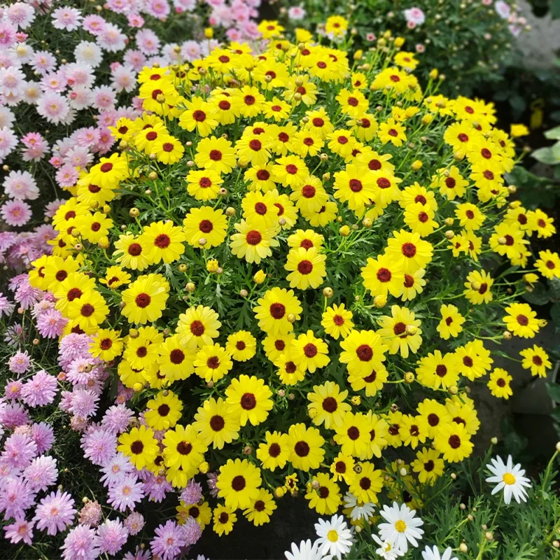 🌼Natural Mosquito Repellent - Pyrethrum seeds